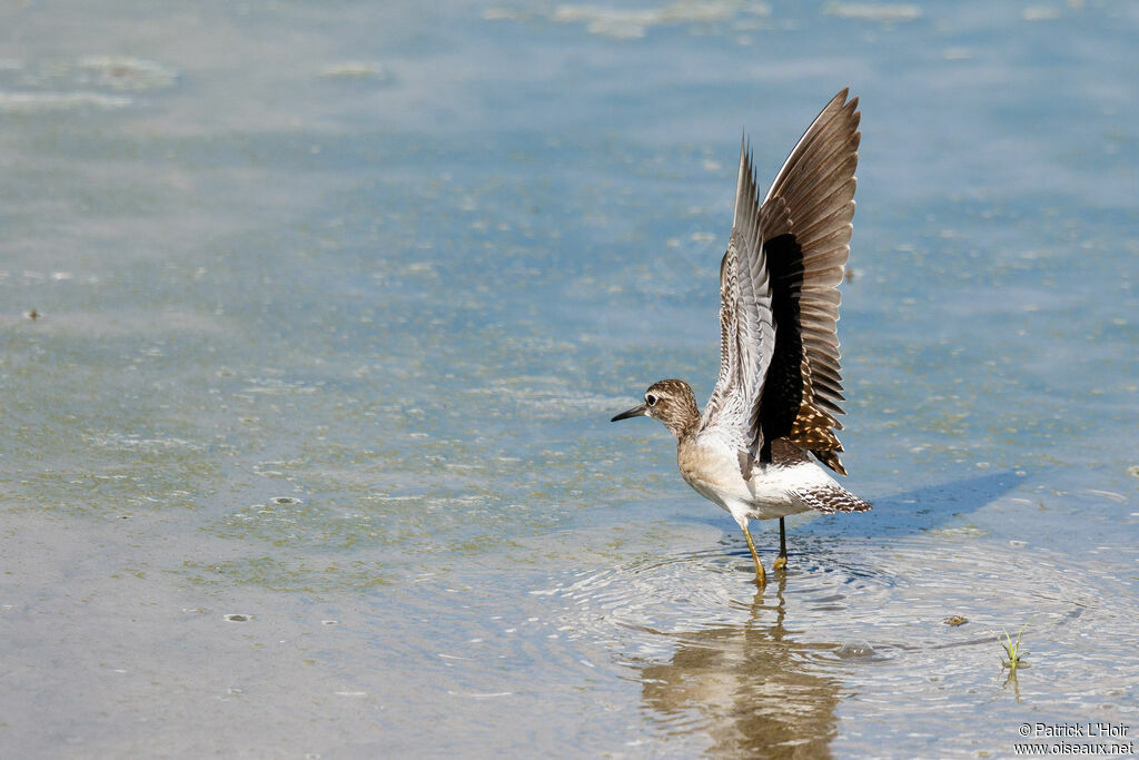 Wood Sandpiper