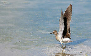 Wood Sandpiper