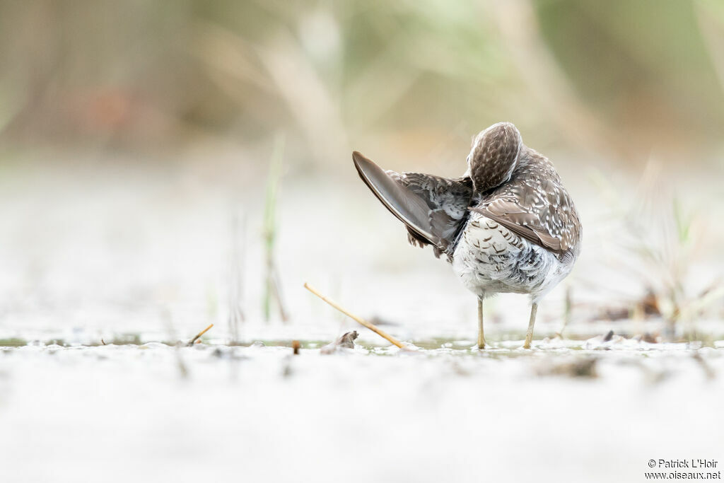 Wood Sandpiper