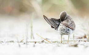 Wood Sandpiper