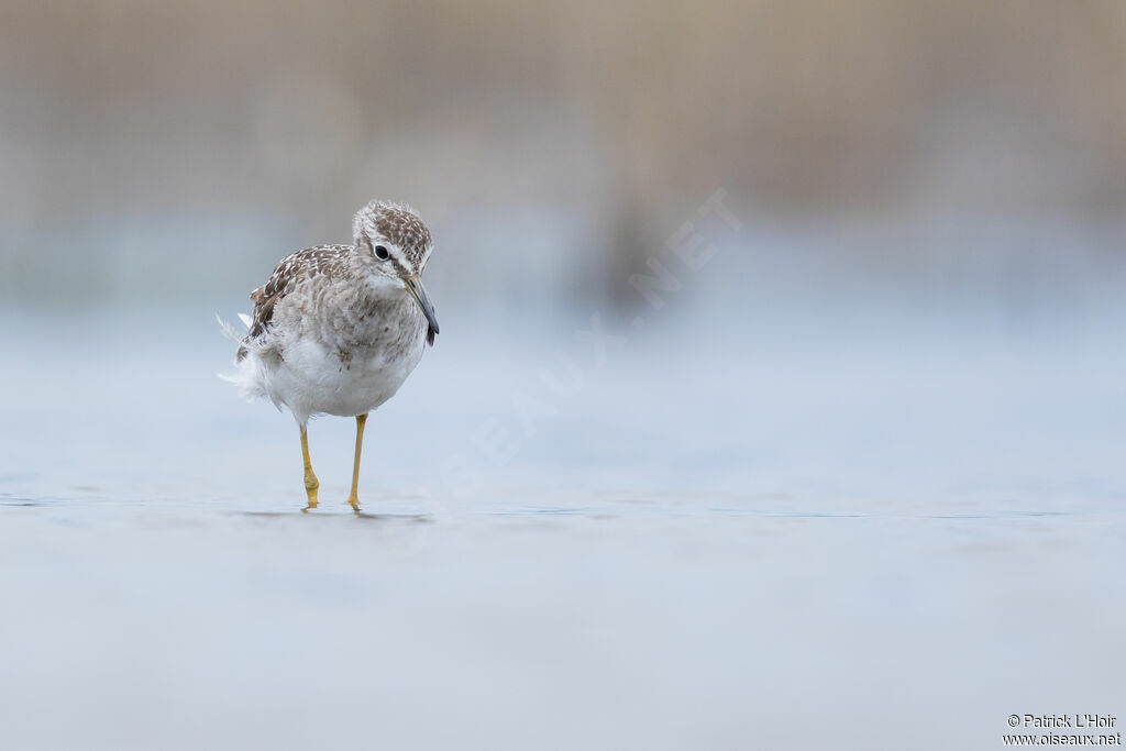 Wood Sandpiper