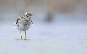 Wood Sandpiper