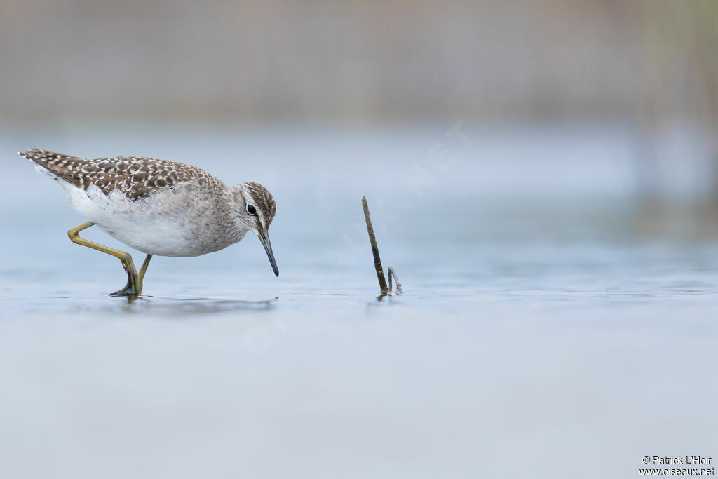 Wood Sandpiper