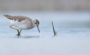 Wood Sandpiper