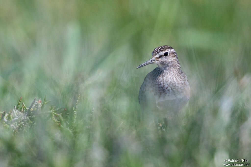 Wood Sandpiper