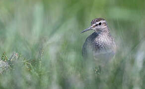 Wood Sandpiper