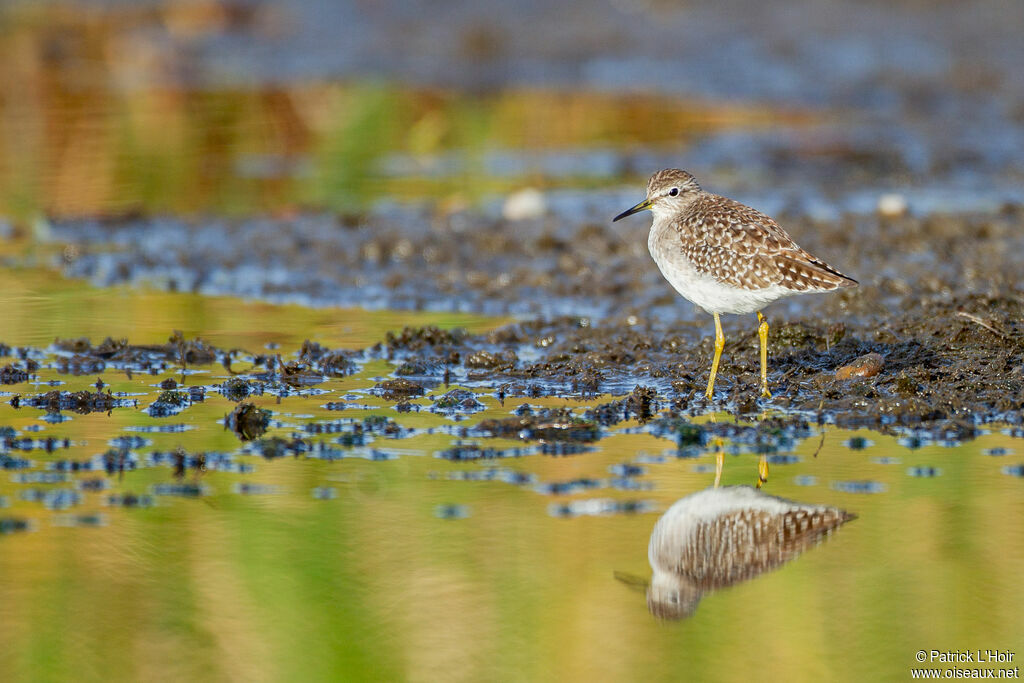 Wood Sandpiper