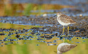 Wood Sandpiper