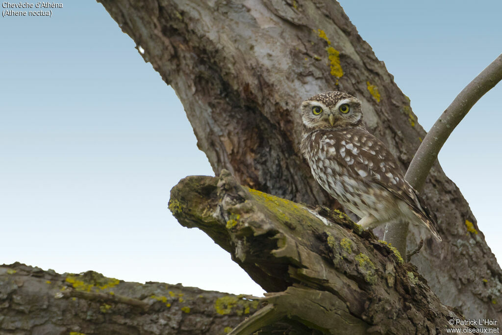 Little Owl male adult