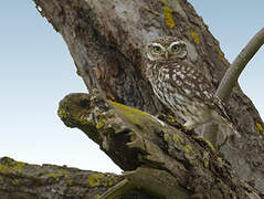 Little Owl