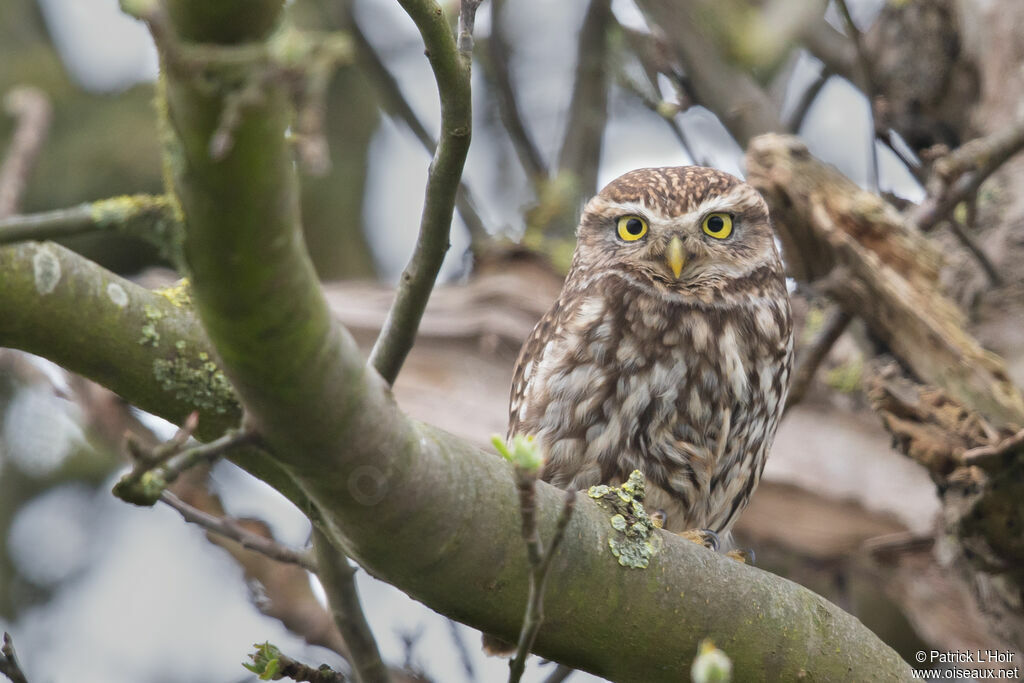 Little Owl