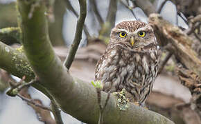 Little Owl