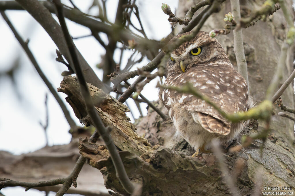 Little Owl