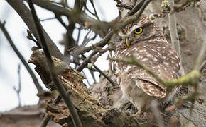 Little Owl