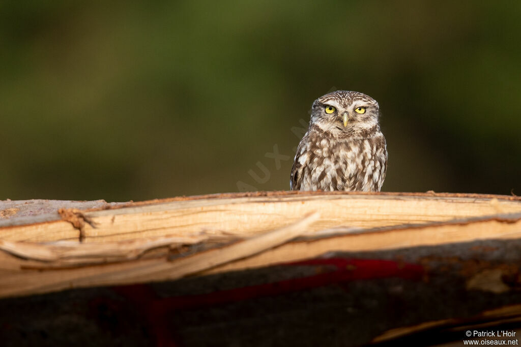 Little Owl