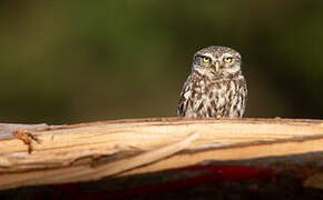 Little Owl