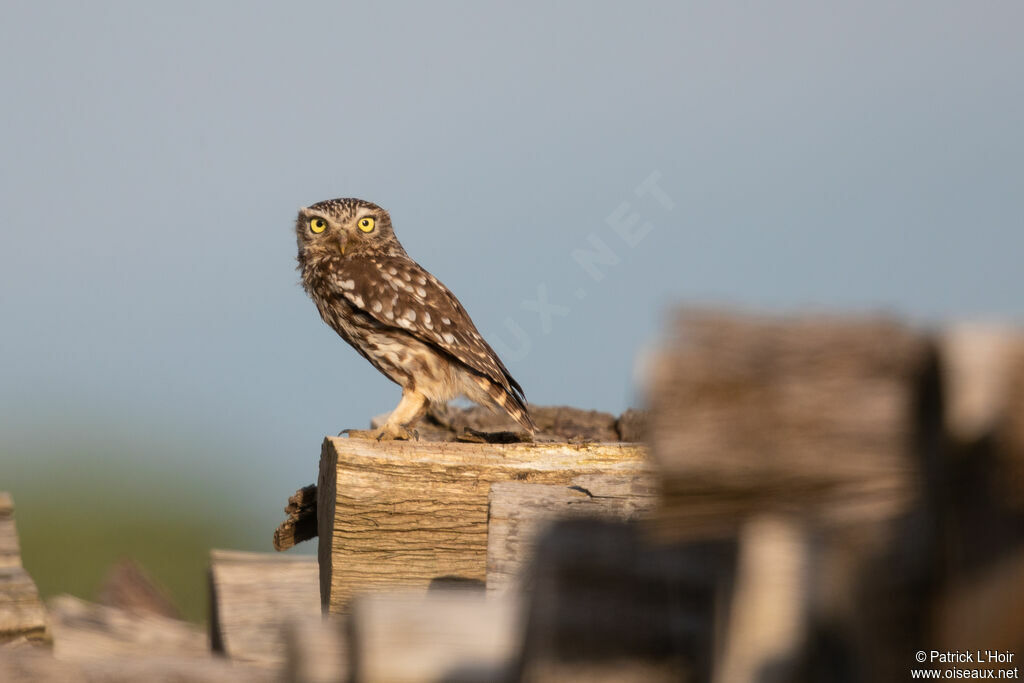 Little Owl