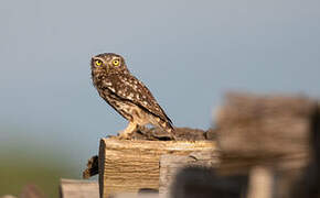 Little Owl