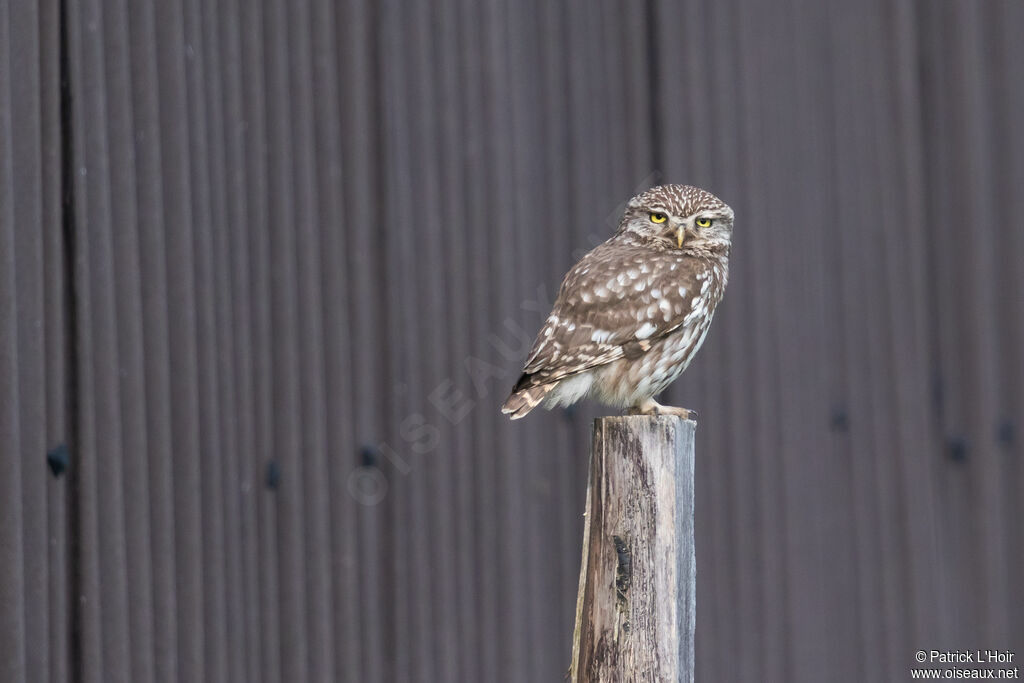 Little Owl