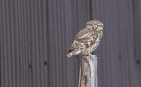 Little Owl