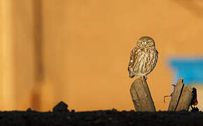 Little Owl