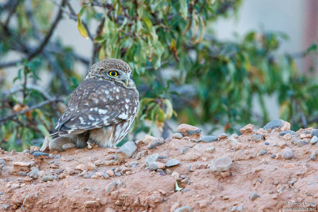 Little Owl