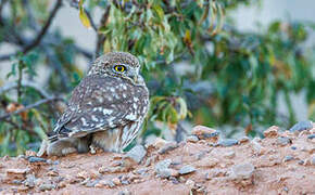 Little Owl