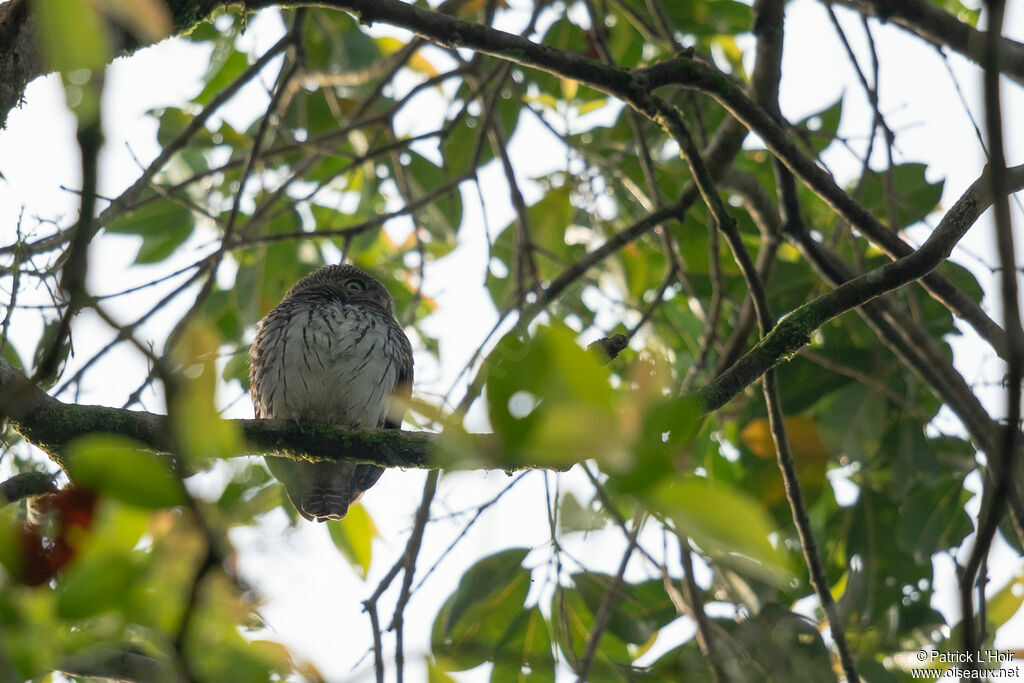 Chestnut-backed Owletadult