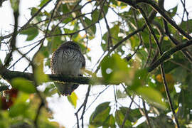 Chestnut-backed Owlet