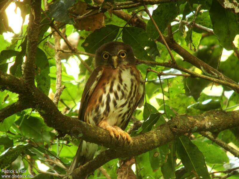 Red-chested Owlet male adult, identification