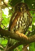 Red-chested Owlet