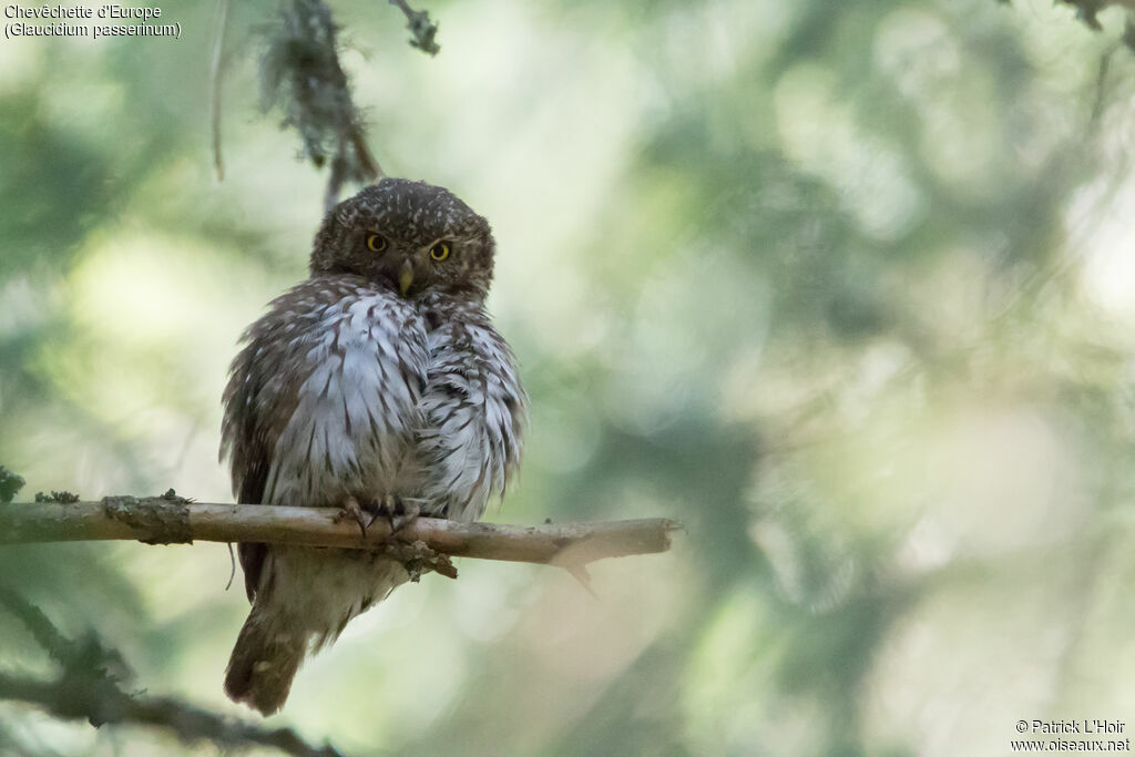 Eurasian Pygmy Owl female adult, Reproduction-nesting