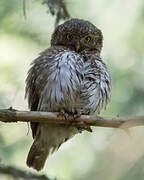 Eurasian Pygmy Owl