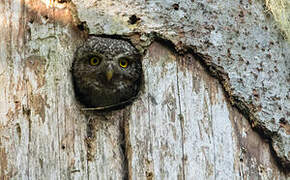 Eurasian Pygmy Owl