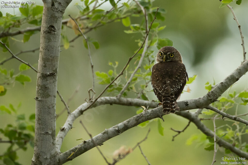 Cuban Pygmy Owl