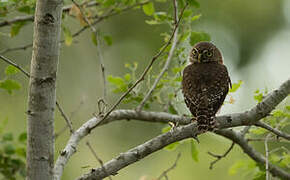 Cuban Pygmy Owl