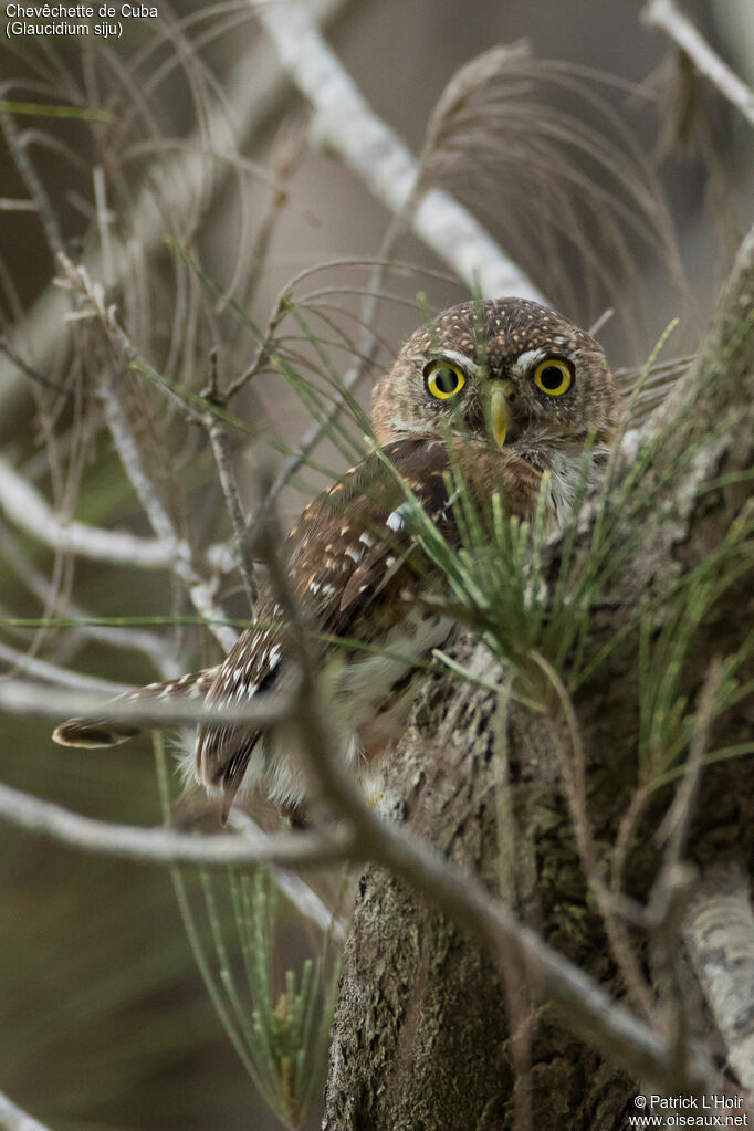 Cuban Pygmy Owl