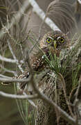 Cuban Pygmy Owl