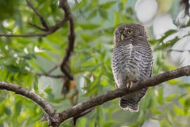 Jungle Owlet