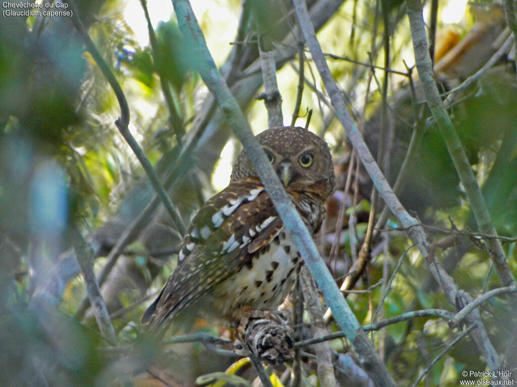 African Barred Owlet