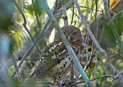 African Barred Owlet