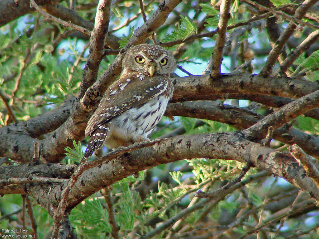 Pearl-spotted Owletadult, pigmentation