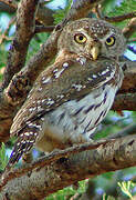 Pearl-spotted Owlet