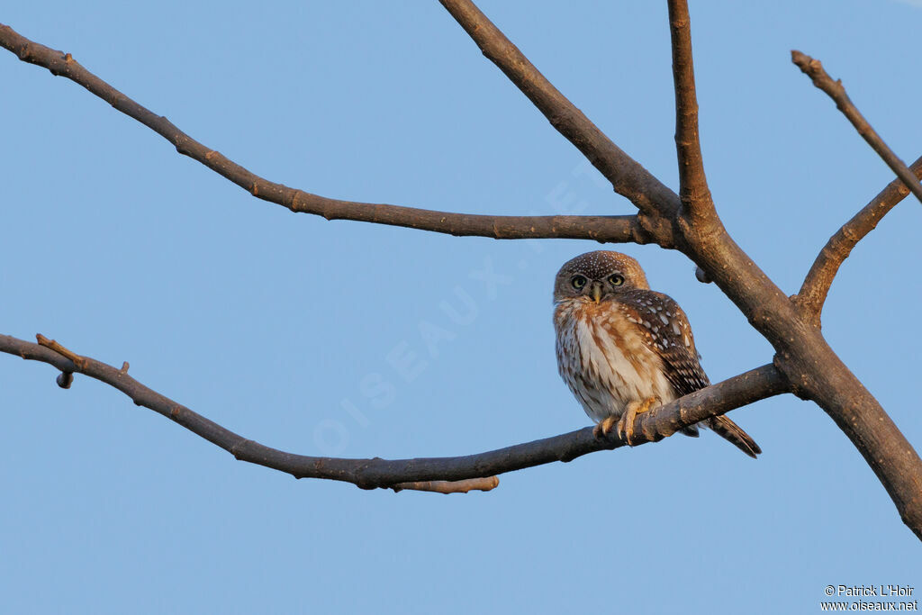 Pearl-spotted Owlet