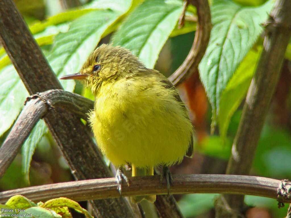 Mountain Yellow Warbler