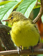 Mountain Yellow Warbler