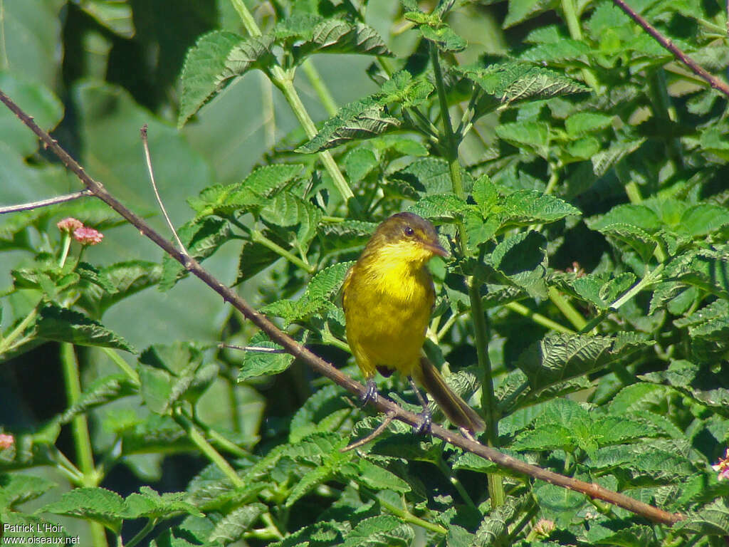 African Yellow Warbleradult