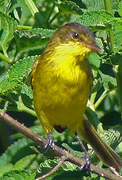 African Yellow Warbler