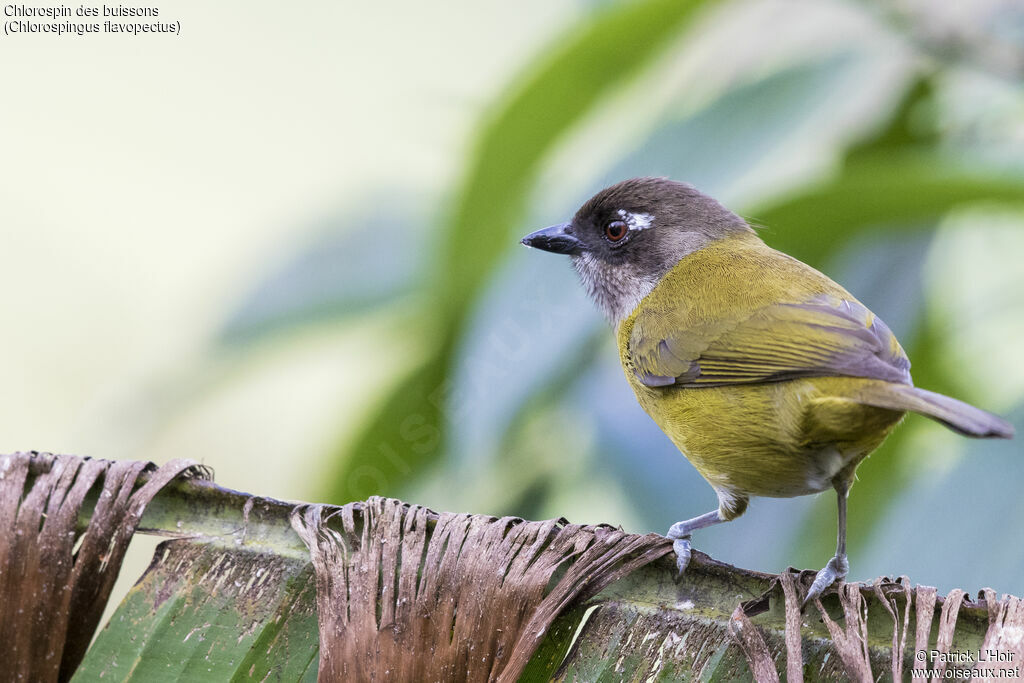 Common Chlorospingusadult