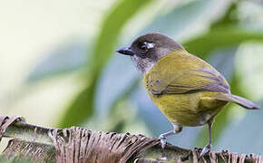 Common Bush Tanager